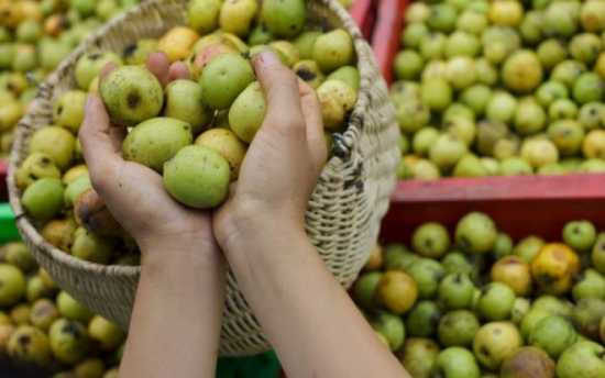 Cách xóa hình xăm bằng táo mèo