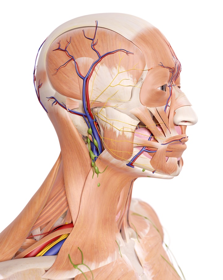 Khu vực đầu có chứa rất nhiều dây thần kinh quan trọng